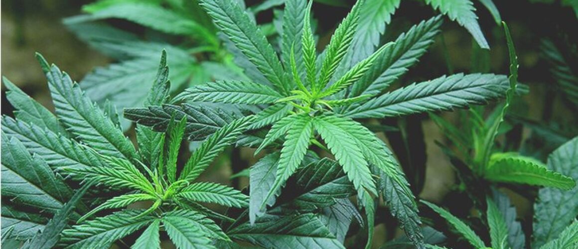 ARKANSAS_MEDICAL_MARIJUANA
