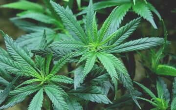 ARKANSAS_MEDICAL_MARIJUANA