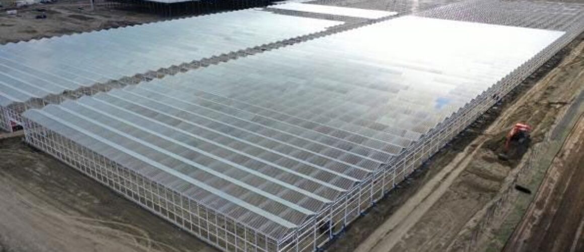 Aurora lays off 200, idles most of flagship Sky marijuana facility