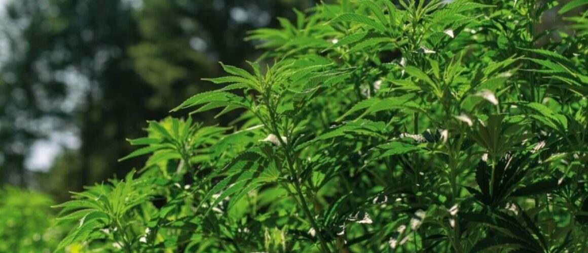 California-marijuana-grow-cultivation-min-1