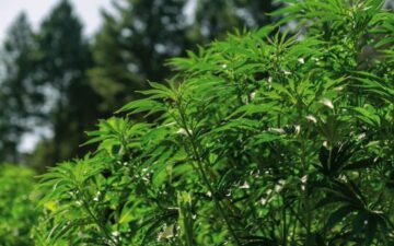 California-marijuana-grow-cultivation-min-1