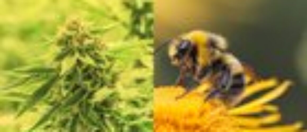Study Finds Bees Don't Just Love Cannabis — it Can Also Help Save Their Dying Populations
