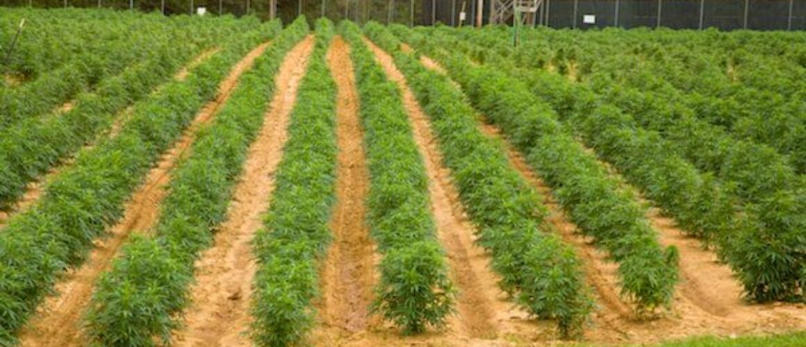 University of Mississippi’s federal pact for cannabis R&D to be renewed