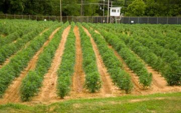 University of Mississippi’s federal pact for cannabis R&D to be renewed