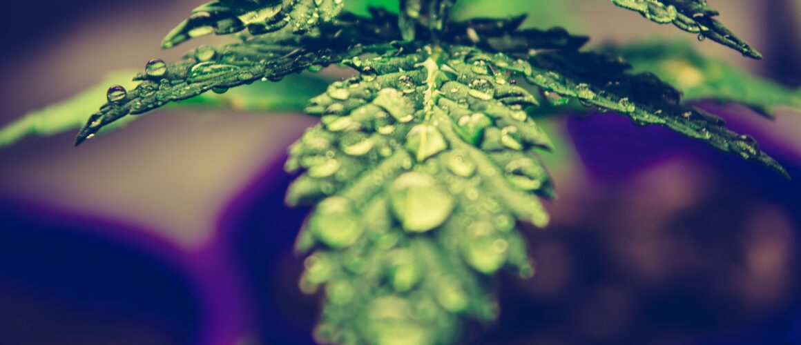 esteban-lopez-Ifx9v_vnB9c-unsplash