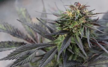 jhon-david-plAYVXwJ5cA-unsplash