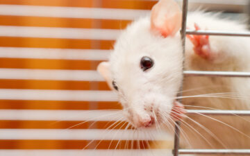 study-female-rats-indicates-cannabis-use-helps-stress-reactivity-featured